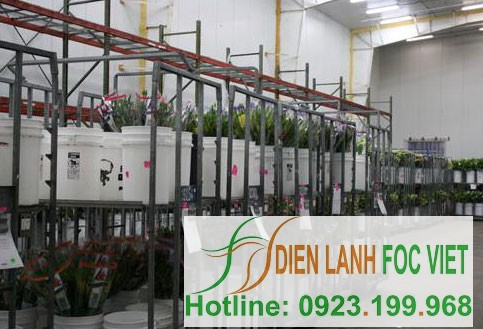 lắp đặt kho lạnh bảo quản hoa tươi, hoa cắt cành bao gồm bảo quản hoa ly, hoa lan, hoa loa kèn, hoa đồng tiền, hoa hồng, hoa cúc...