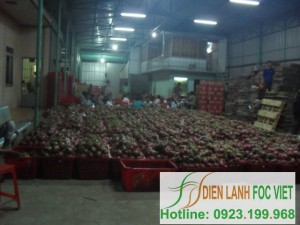 Dịch vụ lắp đặt kho-lạnh bảo quản trái cây chuyên nghiệp
