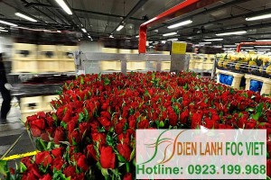 Kho lạnh hoa tươi | Lắp đặt kho lạnh bảo quản hoa tại Hà Nội