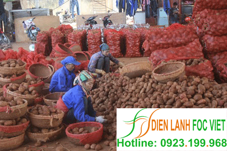 lắp đặt kho lạnh bảo quản khoai giống
