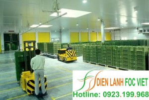 Một số lưu ý khi thu hoạch và bảo quản lạc giống| Kho lạnh bảo quản lạc giống