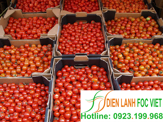 lắp đặt kho lạnh bảo quản cà chua