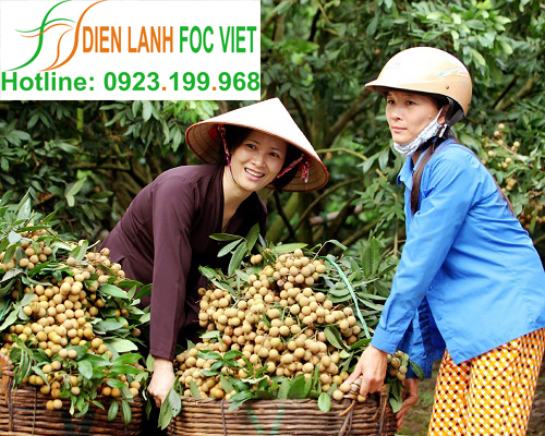 lắp đặt kho lạnh bảo quản nhãn