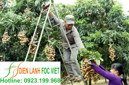 lắp đặt kho lạnh bảo quản nhãn