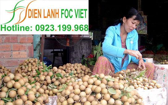 kho lạnh bảo quản nhãn