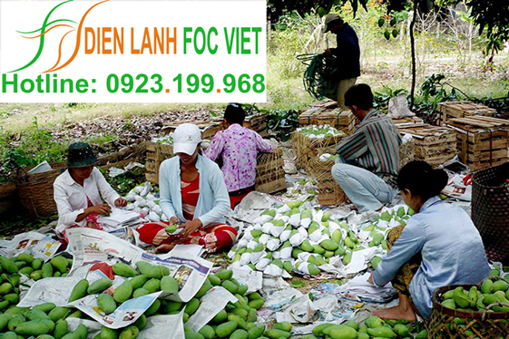 kho lạnh bảo quản xoài tươi