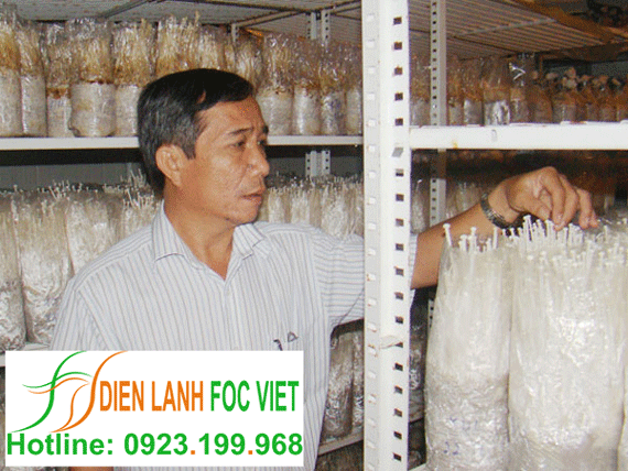 kho lạnh bảo quản nấm có nhiệt độ bảo quản từ 2 tới 5 độ để trữ nấm sau thu hái