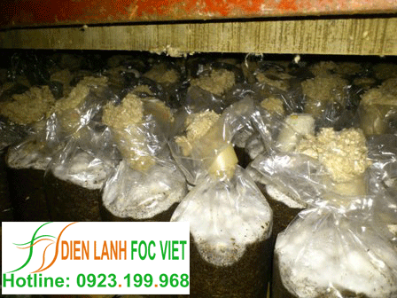 kho lạnh bảo quản nấm có nhiệt độ bảo quản từ 2 tới 5 độ để trữ nấm sau thu hái