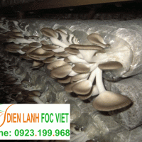 kho lạnh bảo quản nấm có nhiệt độ bảo quản từ 2 tới 5 độ để trữ nấm sau thu hái